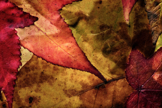 Close-up of assorted autumn leaves, showcasing a tapestry of rich reds, oranges, and yellows with intricate vein patterns