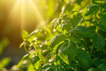 Obraz premium Growing basil harvest and producing vegetables cultivation. Concept of small eco green business organic farming gardening and healthy food