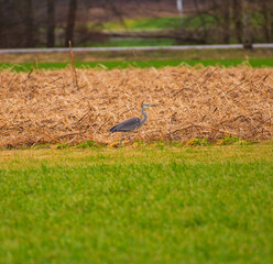 A juvenile grey heron walks in an agricultural field looking for food.