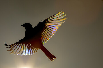 From above of silhouette of a bird in flight with sunlight filtering through its feathers, creating a prism of colors