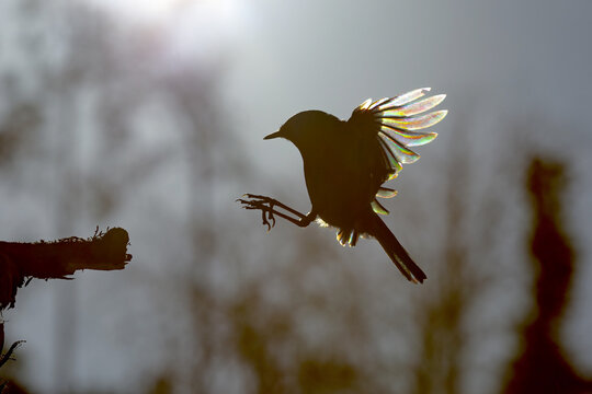 From above of bird with iridescent feathers highlighted by sunlight prepares to land on a branch, casting a silhouette against a soft-focus background