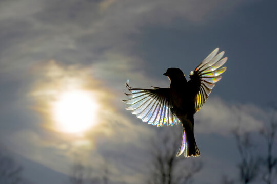 Top view of backlit bird in flight with sun shining through its spread wings, creating a rainbow diffraction effect on the feathers