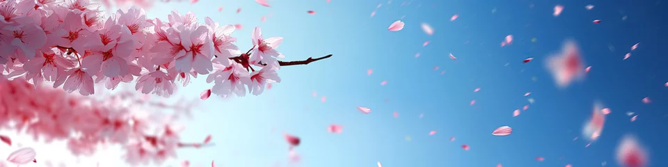 Rolgordijnen cherry blossom branch- web banner  © sam richter