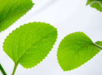 Leaf of mint