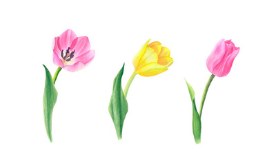 Set of watercolor pink and yellow tulips isolated on white background. Botanical illustration of hand drawn spring flowers. For greeting cards, invitations, congratulations, packaging, printing