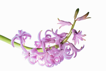A Delicate Pink Hyacinth on a White Background