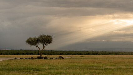 magical sunshine on The Ol Pejeta Rhino Cemetery, a small memorial in the grasslands of Kenya that honors the rhinos that have been killed in poaching