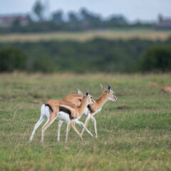 gazelle antelope in the savannah, Kenya
