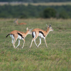 Naklejka na ściany i meble gazelle antelope in the savannah, Kenya