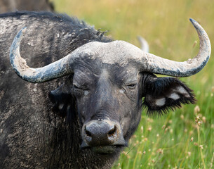 whild buffalo portrait