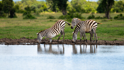Fototapeta na wymiar zebra drinking water from the pond