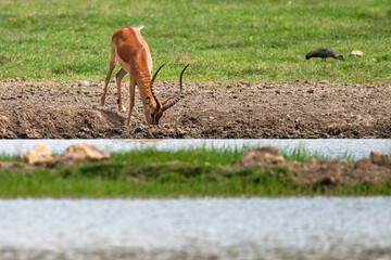 impala drinking water from the pond
