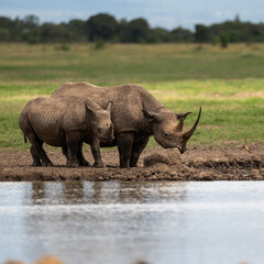 rhino family by the water