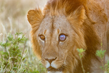 one-eyed male lions in Samburu, Kenya
