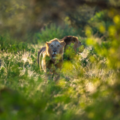 lion family in Samburu, Kenya