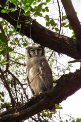 eagle-owl in the tree