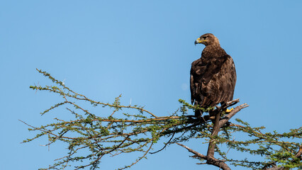 tawny eagle on a branch
