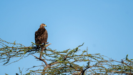 tawny eagle on a branch