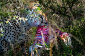 cheetah enjoy its breakfast under the tree, Kenya