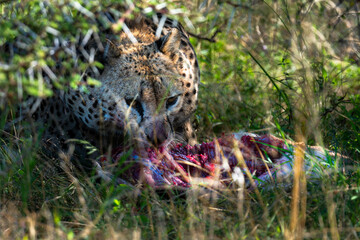cheetah enjoy its breakfast under the tree, Kenya