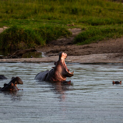 Fototapeta na wymiar hippopotamus in water with mouth wide open