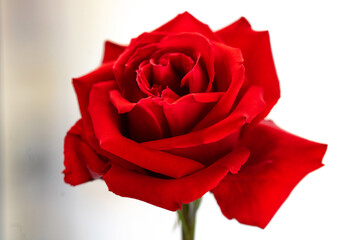 bright scarlet rose closeup on a light background