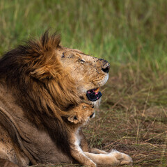 group of lions in maasai mara, Kenya