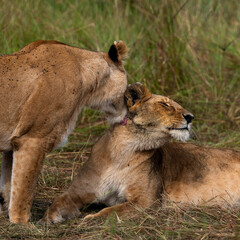 group of lions in maasai mara, Kenya