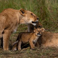 group of lions in maasai mara, Kenya