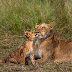 group of lions in maasai mara, Kenya