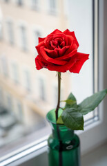red rose in a green vase against the background of a window