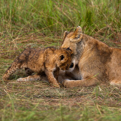 group of lions in maasai mara, Kenya