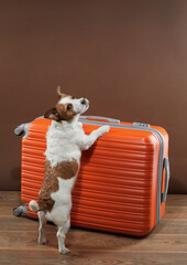 An excited Jack Russell Terrier dog with paws on an orange suitcase, poised for adventure. This...