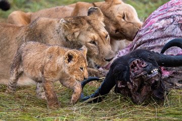 lion family feast on a buffalo