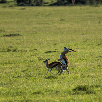 mating pair of gazzelle