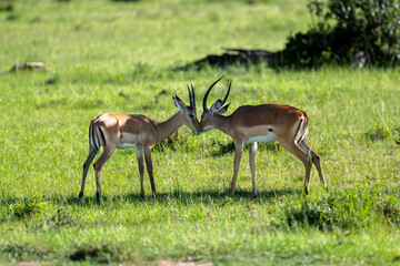 two thomson gazelle licking each others face