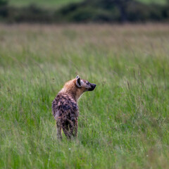 lonely hyena in the grass