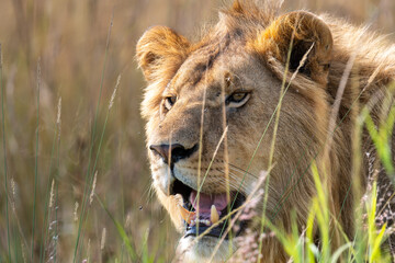 lion portrait in the grass