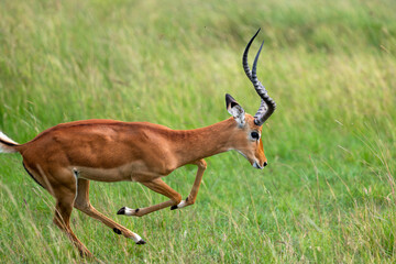 running impala antelope in wild, Kenya