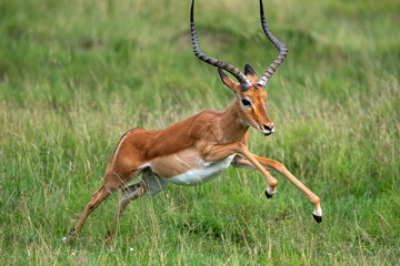 running impala antelope in wild, Kenya