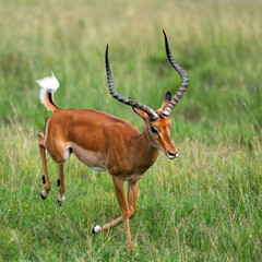running impala antelope in wild, Kenya