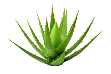 Fresh Aloe Vera Isolated on Transparent Background