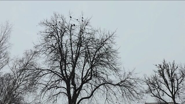 tree in winter and birds on the tree