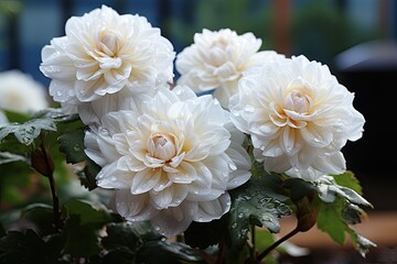 Obraz premium Delicate white flowers adorned with glistening water droplets, reminiscent of a dance in the early morning light