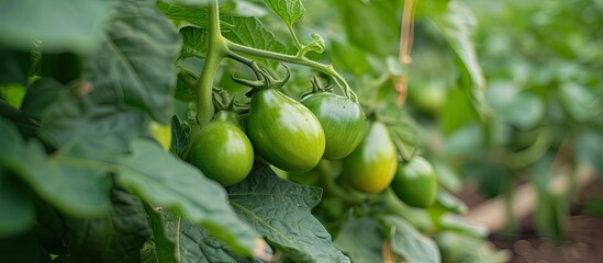 A photograph capturing the close up of green tomatoes growing on a plant in all their vibrant and promising stages of development.