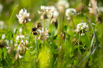 A Bumble Bee on a wild flower meadow