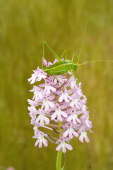 Anacamptis pyramidalis syn Orchis pyramidalis - pink Pyramidal Orchid with green grasshopper Tettigonia green cricket