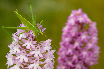 Anacamptis pyramidalis syn Orchis pyramidalis - pink Pyramidal Orchid with green grasshopper Tettigonia green cricket - obrazy, fototapety, plakaty