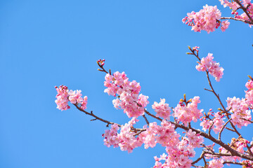 河津町の河津桜