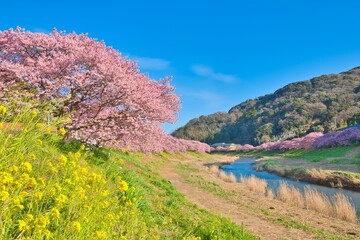 南伊豆町の河津桜